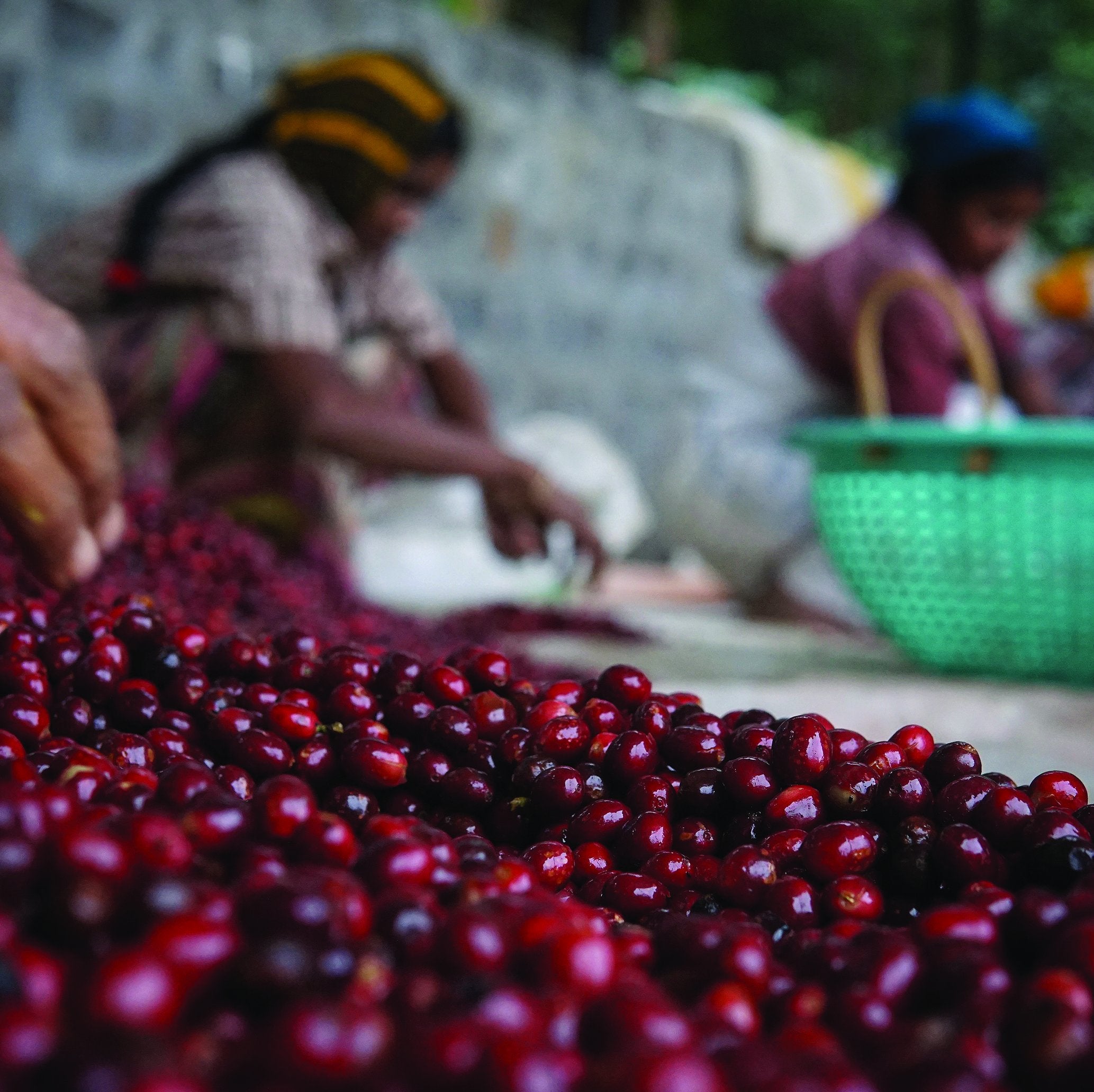 Washed vs Natural Processing – Josie Coffee