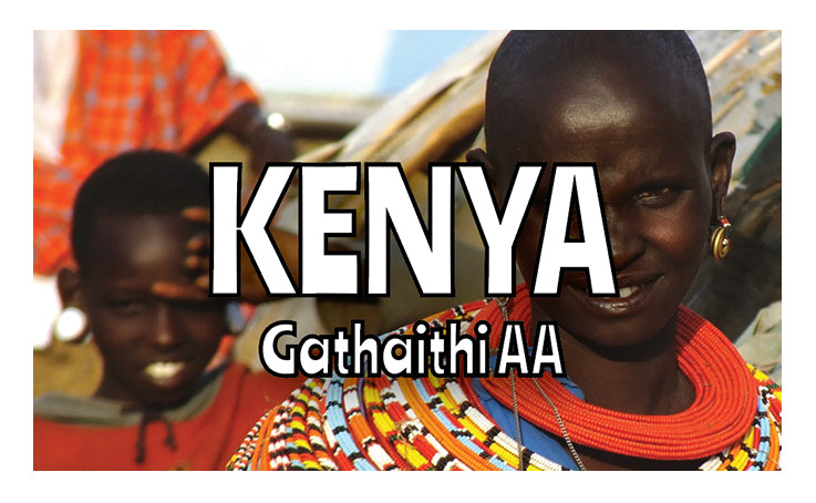 Kenya - Gathaithi AA - Washed Process